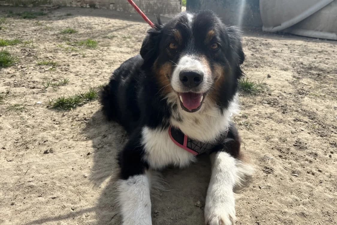 CRAPULE, male Mixed Breed for adoption at SPA Rennes, Rennes