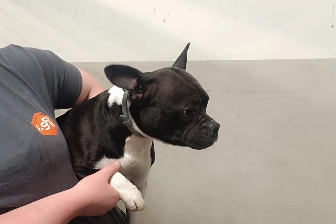 BARBIDOU, female French Bulldog for adoption at SPA Rennes, Rennes