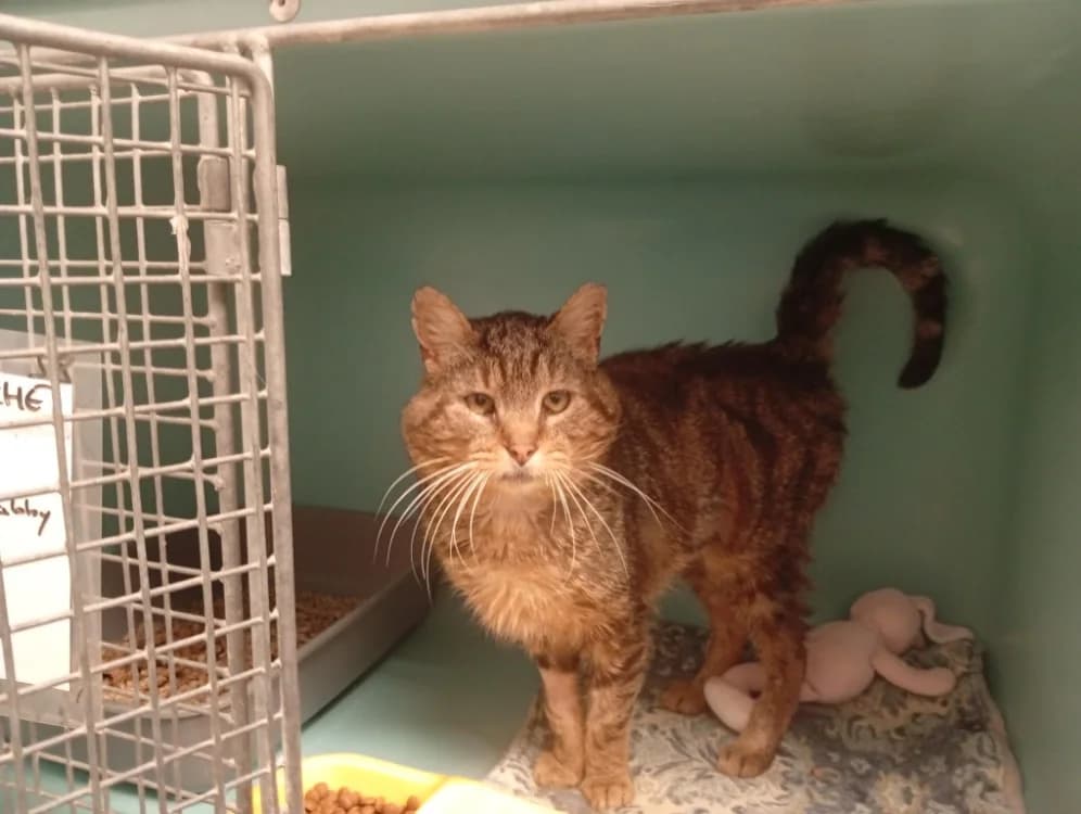 CHICHE, male Mixed Breed for adoption at SPA Rennes, Rennes