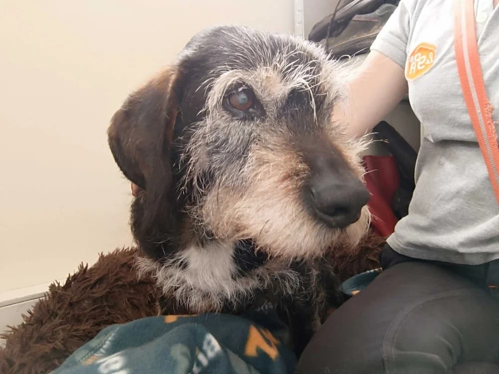 IGOR, male Basset Hound for adoption at SPA Rennes, Rennes