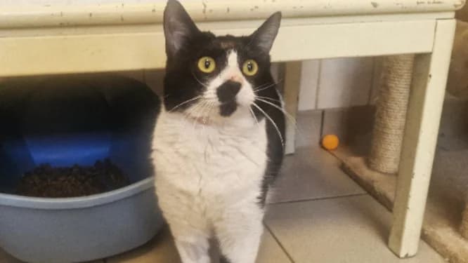 BANDICOOT, male Mixed Breed for adoption at SPA Rennes, Rennes