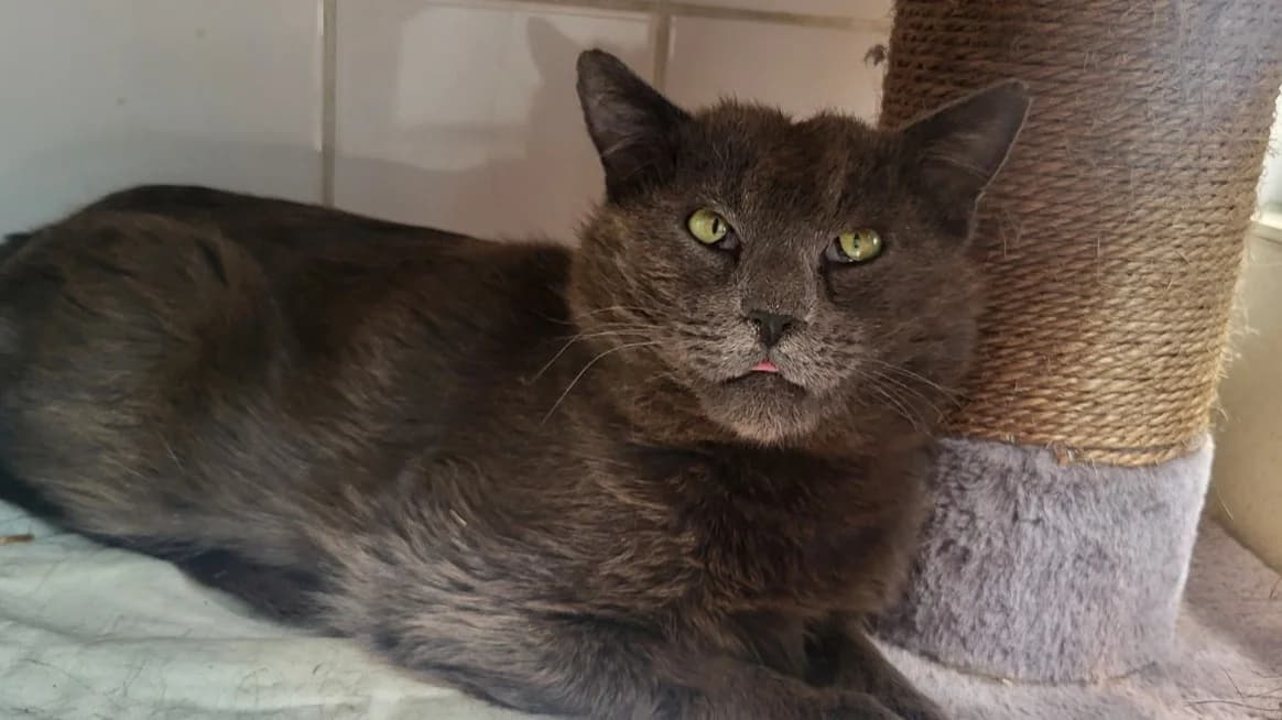 MORTON, male mixed breed for adoption at SPA Rennes, Rennes