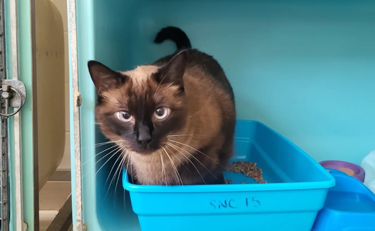 shanna, female Siamese for adoption at SPA Rennes, Rennes