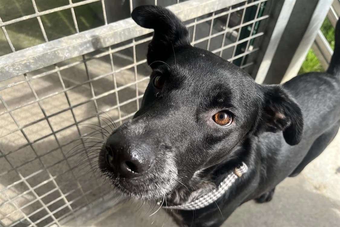 PUYO, male Mixed Breed for adoption at SPA Rennes, Rennes