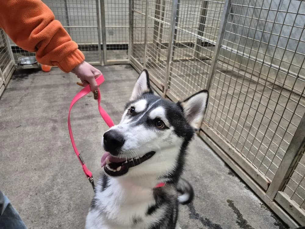 Shiro dit Bandit, male Husky for adoption at SPA Rennes, Rennes