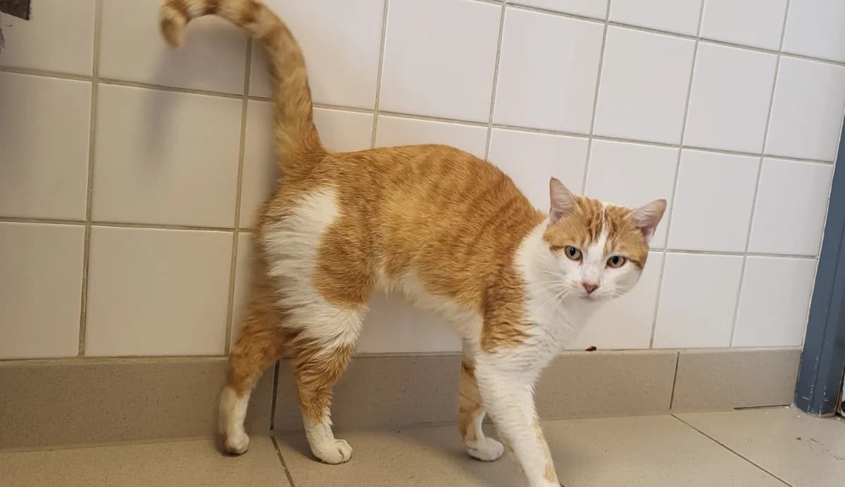 PONCHO, male mixed breed for adoption at SPA Rennes, Rennes