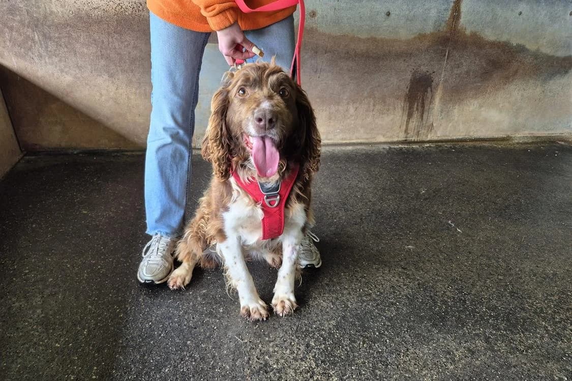 WHISPER, male mixed breed for adoption at SPA Rennes, Rennes