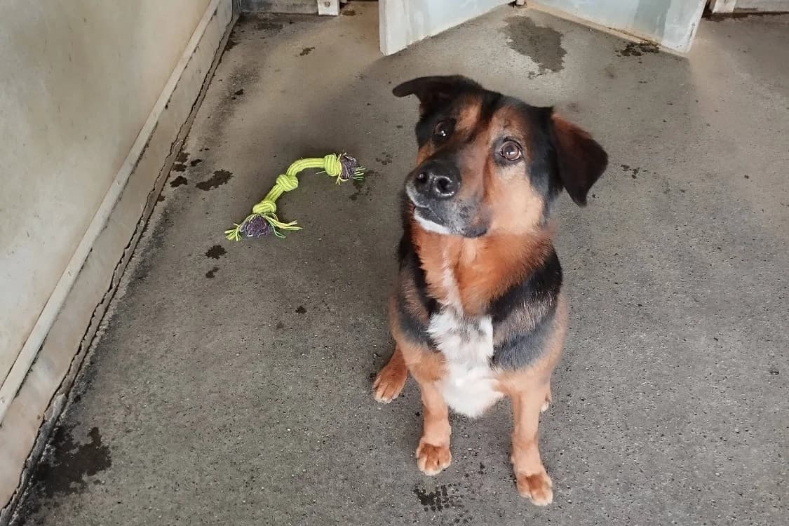 PACHA, male Mixed Breed for adoption at SPA Rennes, Rennes