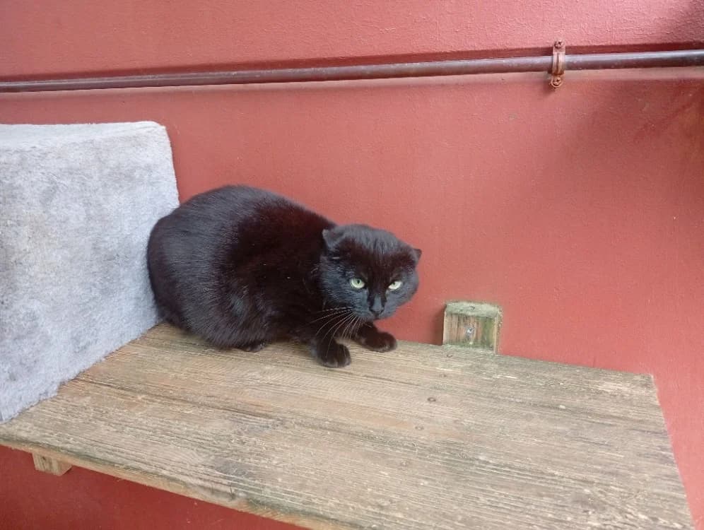 LOBO, male mixed breed for adoption at SPA Rennes, Rennes