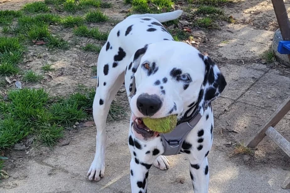 PONGO, male Dalmatian for adoption at SPA Rennes, Rennes