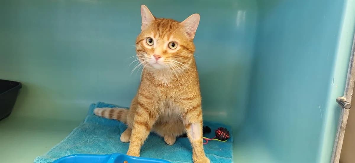 SAMY, male 3yo mixed breed for adoption at SPA Rennes, Rennes