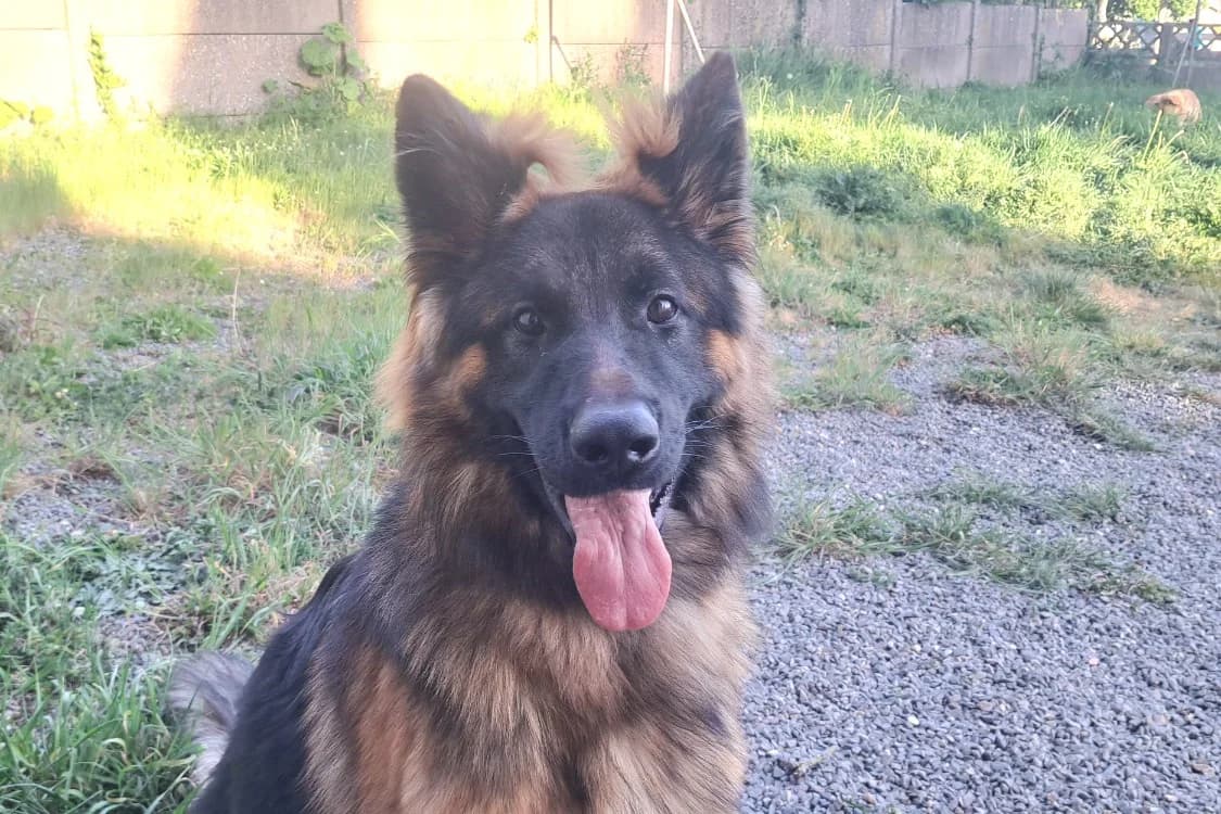 HACHY, male German Shepherd for adoption at SPA Rennes, Rennes