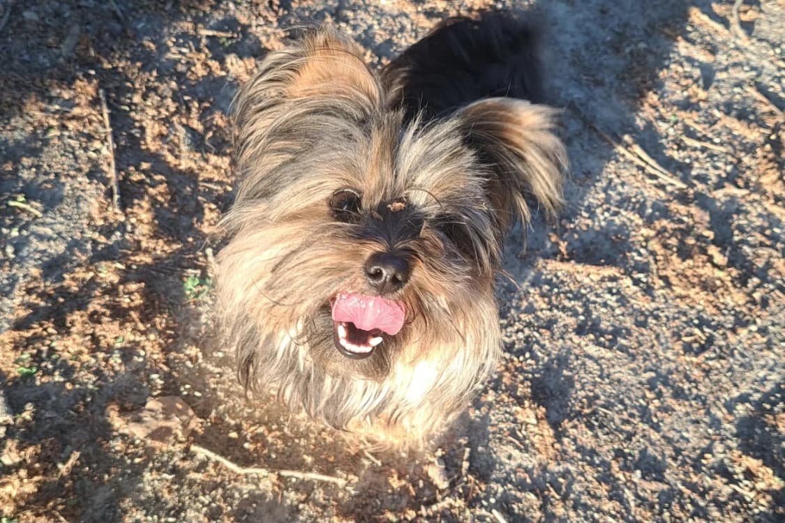 GINNY, female 4yo Yorkshire Terrier for adoption at SPA Rennes, Rennes
