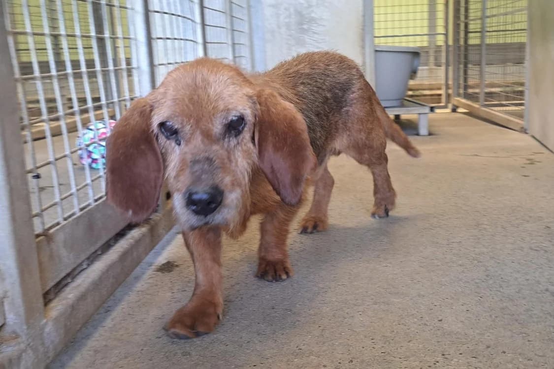 XABI, male senior Basset Hound for adoption at SPA Rennes, Rennes