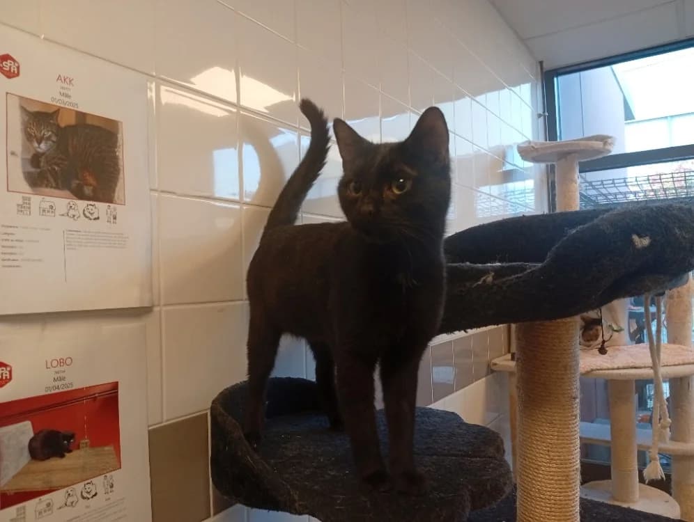 GÖTE, male 4yo Mixed Breed for adoption at SPA Rennes, Rennes