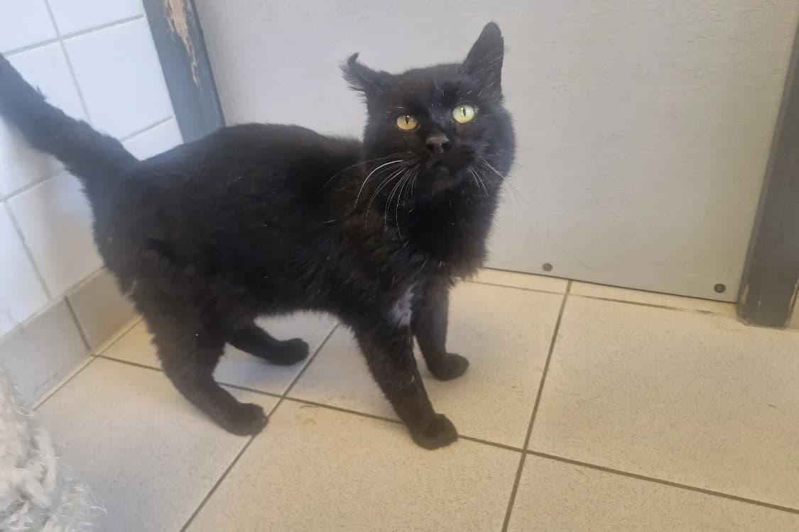 RADOUDOUILLE, male 7yo Mixed Breed for adoption at SPA Rennes, Rennes