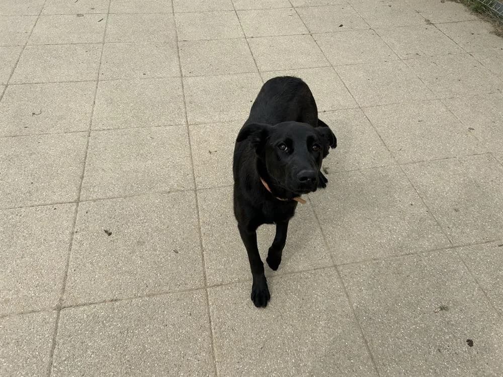 XANTI, male young Labrador Retriever for adoption at SPA Rennes, Rennes