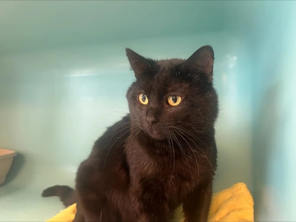 AUAHINUI, male 4yo Mixed Breed for adoption at SPA Rennes, Rennes