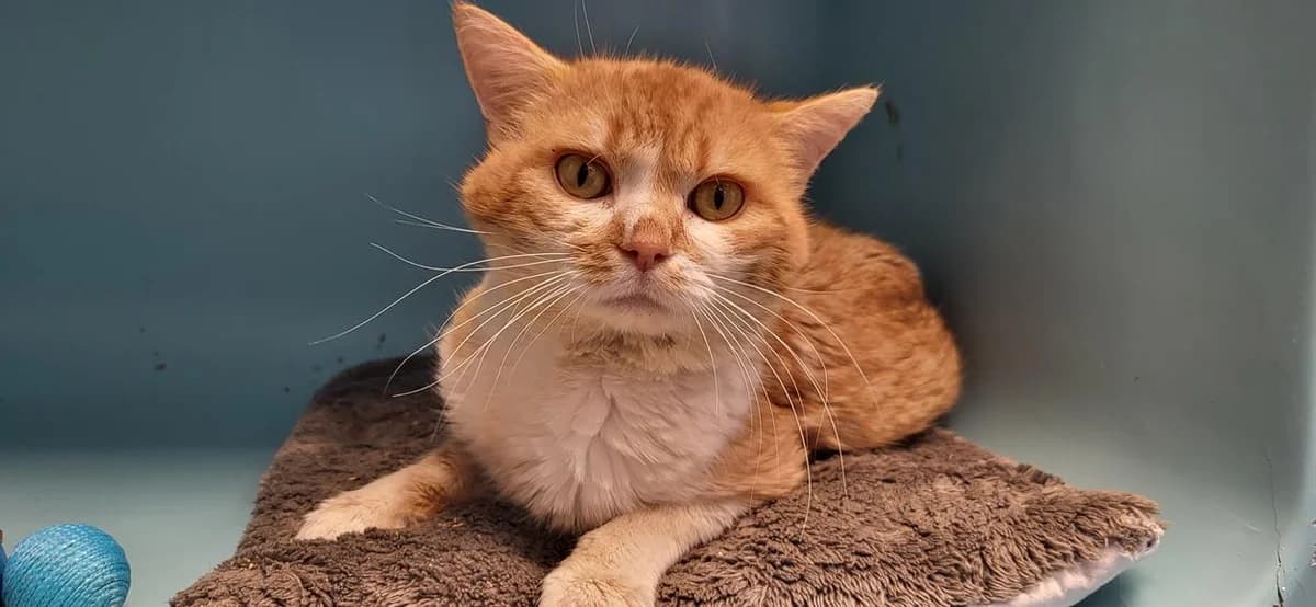 MANS, male 7yo Mixed Breed for adoption at SPA Rennes, Rennes