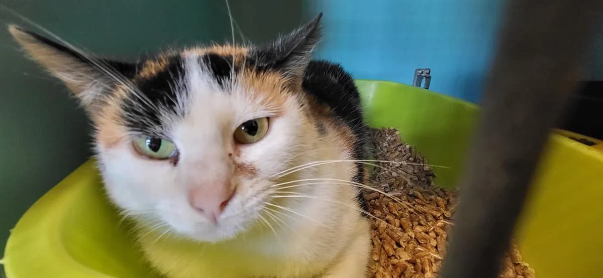 SVEA, female young Mixed Breed for adoption at SPA Rennes, Rennes