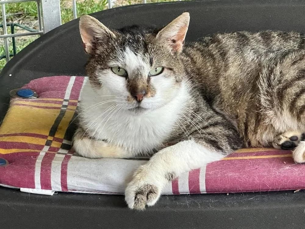 VICKS FIV + en SOS URGENT, male mixed breed for adoption at SPA Saint-Omer, Omer