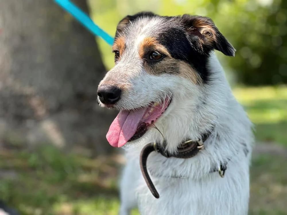 LOUCKY en SOS URGENT, male Border Collie for adoption at SPA Saint-Omer, Omer