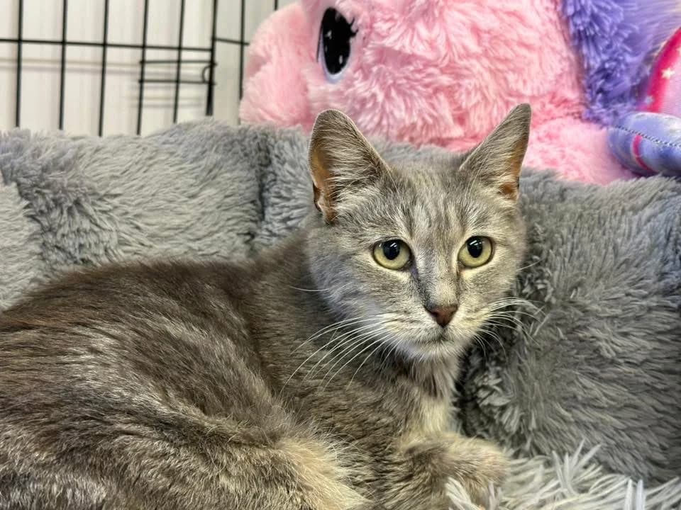 MISSY en SOS URGENT, female mixed breed for adoption at SPA Saint-Omer, Omer