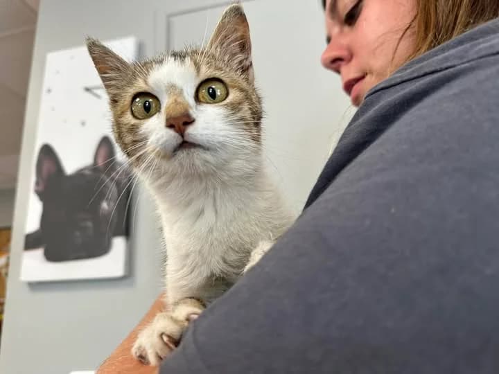 LILA, female mixed breed for adoption at SPA Saint-Omer, Omer