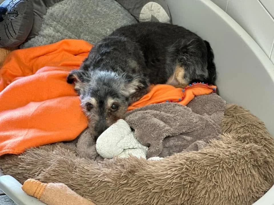 GRIBOUILLE, male Mixed Breed for adoption at SPA Saint-Omer, Omer