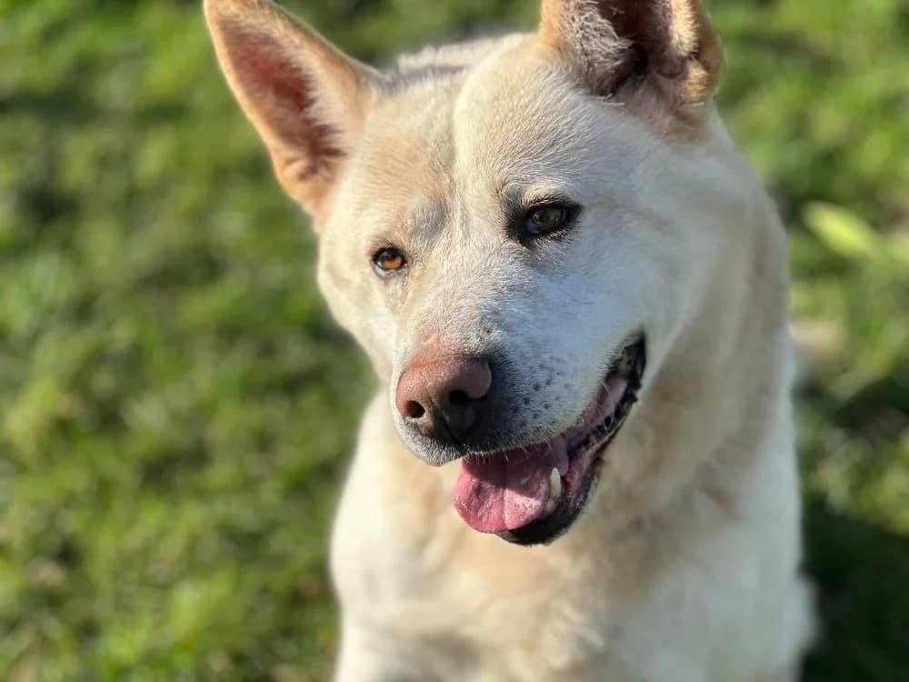 NOUGAT, male Akita for adoption at SPA Saint-Omer, Omer