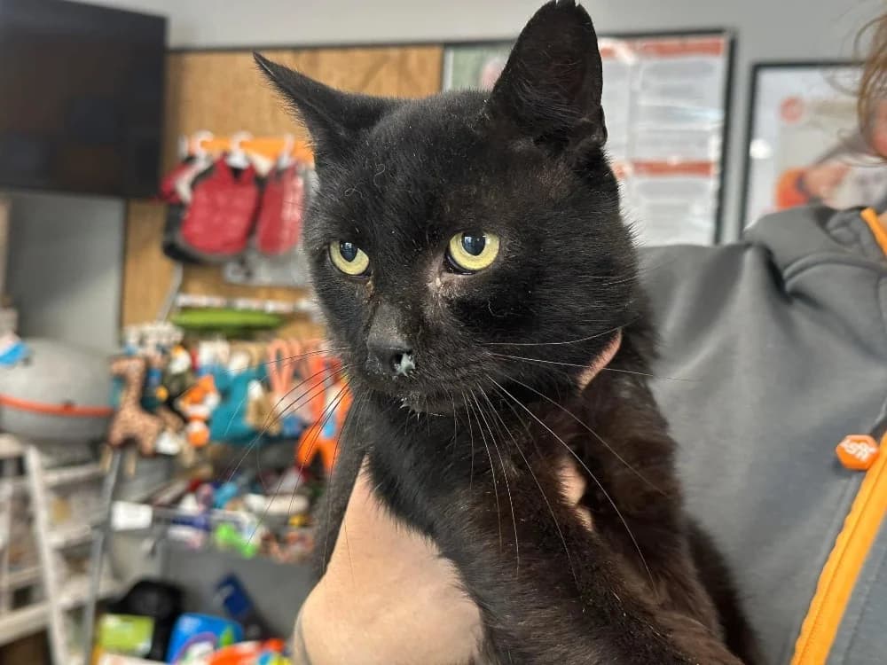 GAVROCHE, male mixed breed for adoption at SPA Saint-Omer, Omer