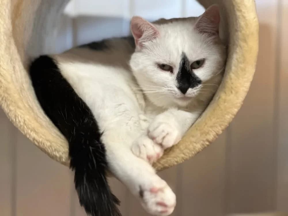 NINITE en SOS, male mixed breed for adoption at SPA Saint-Omer, Omer