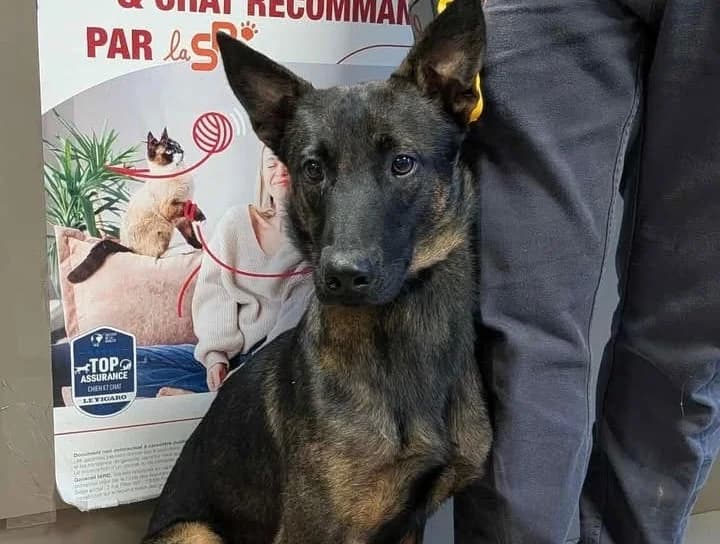 DENVER, male Belgian Malinois for adoption at SPA Saint-Omer, Omer