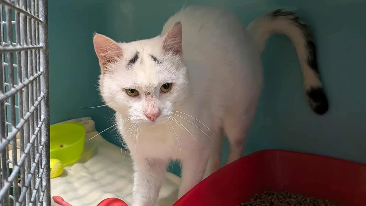 LITCHI, male mixed breed for adoption at SPA Saint-Omer, Omer