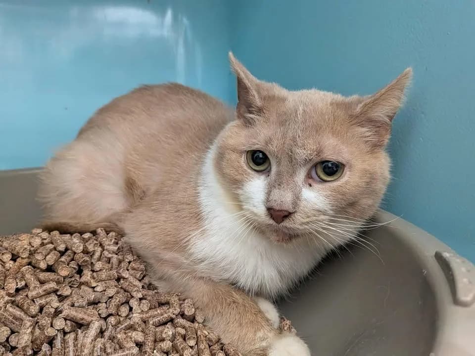 SEQUOIA, male mixed breed for adoption at SPA Saint-Omer, Omer