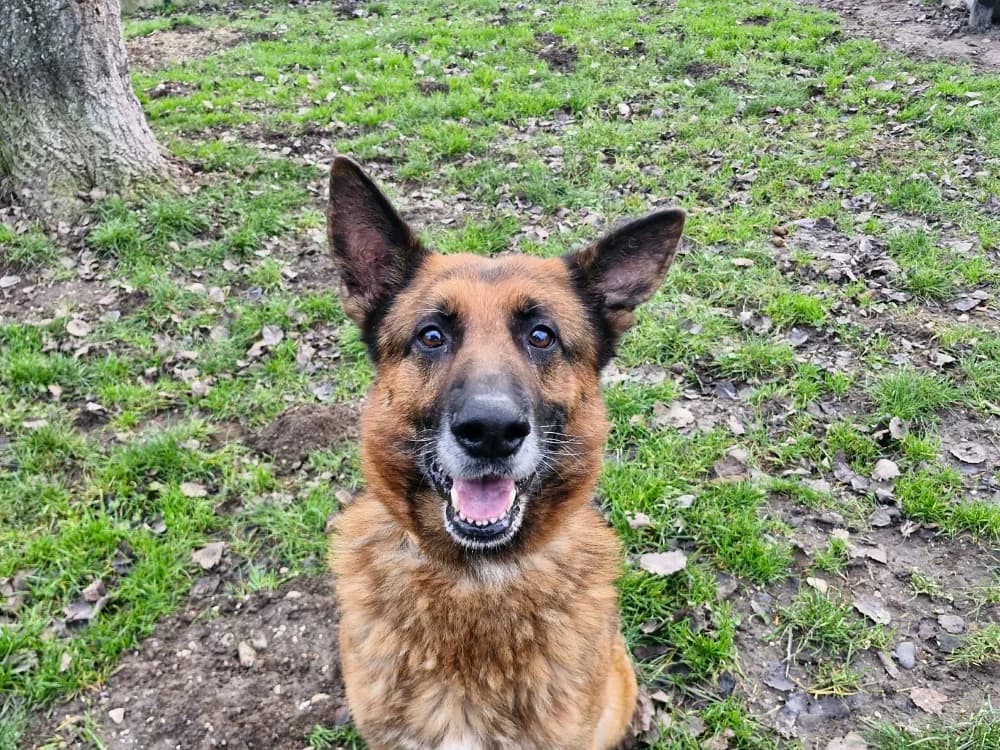 TYSON 2, male German Shepherd for adoption at SPA Saint-Omer, Omer