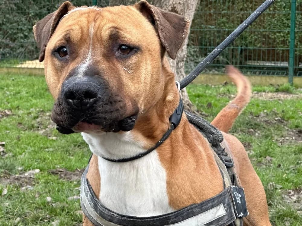 ROSKO TWO, male American Staffordshire Terrier for adoption at SPA Saint-Omer, Omer