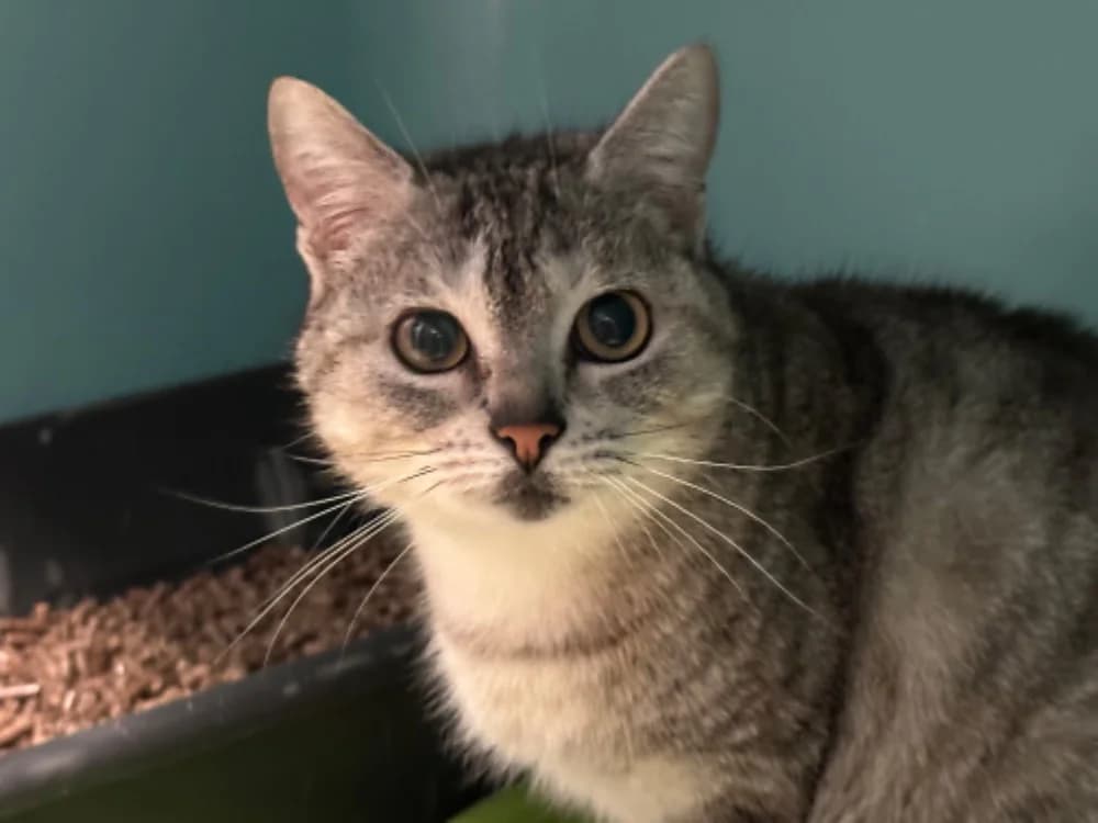 TICTAC, female mixed breed for adoption at SPA Saint-Omer, Omer