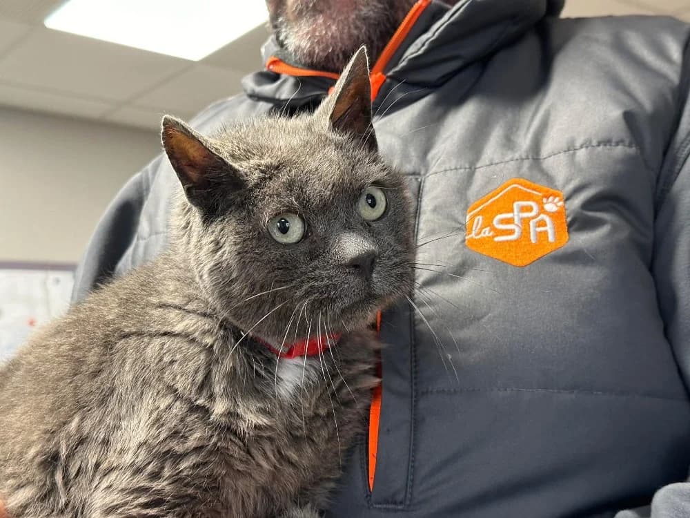 TIGROU, male Mixed Breed for adoption at SPA Saint-Omer, Omer