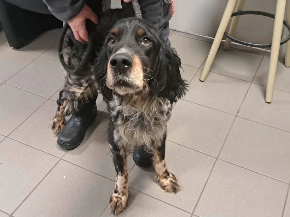 SAIKO, male English Setter for adoption at SPA Saint-Omer, Omer