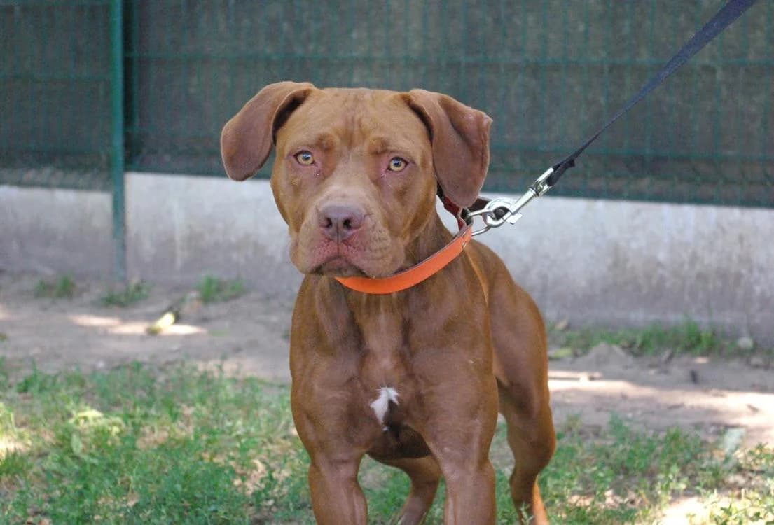 MIA, female mixed breed for adoption at SPA Saint-Omer, Omer