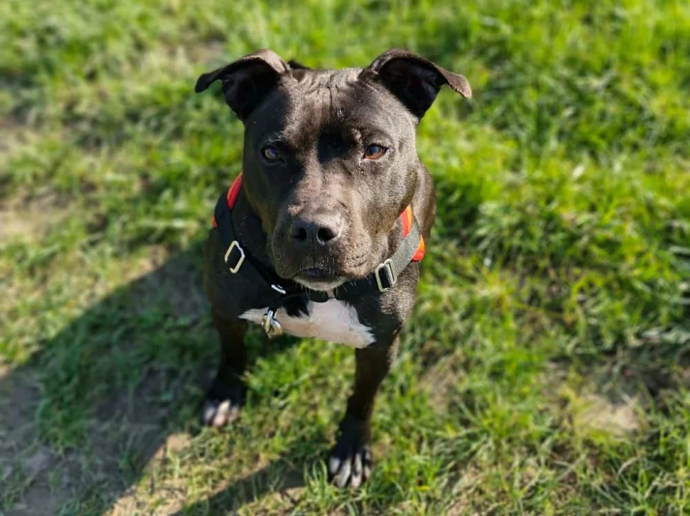 INA, female Mixed Breed for adoption at SPA Saint-Omer, Omer