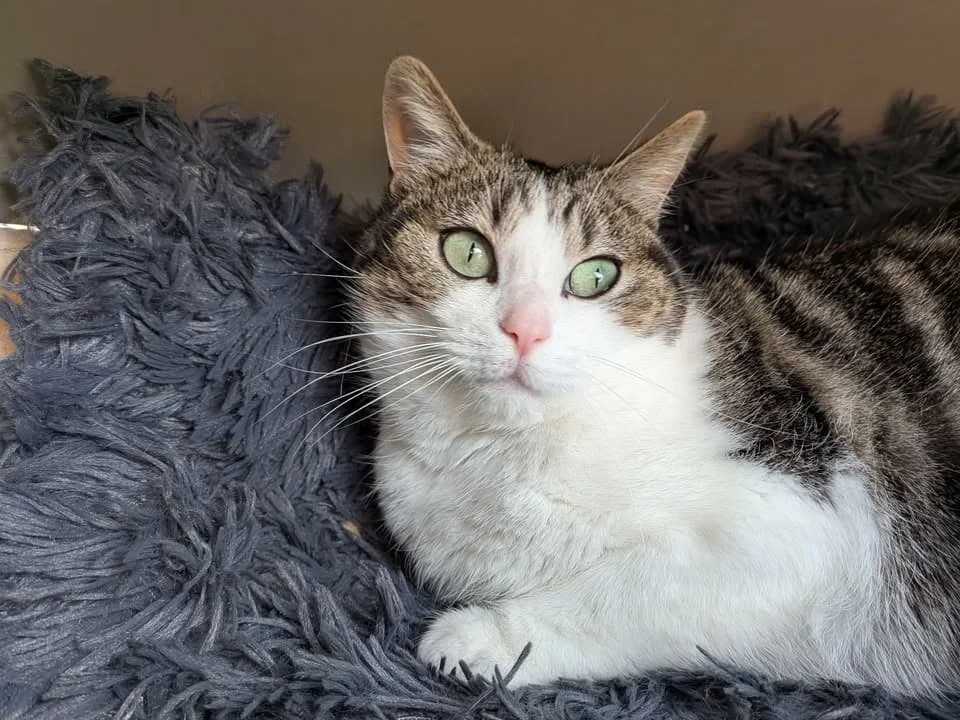 RIHANNA, female mixed breed for adoption at SPA Saint-Omer, Omer