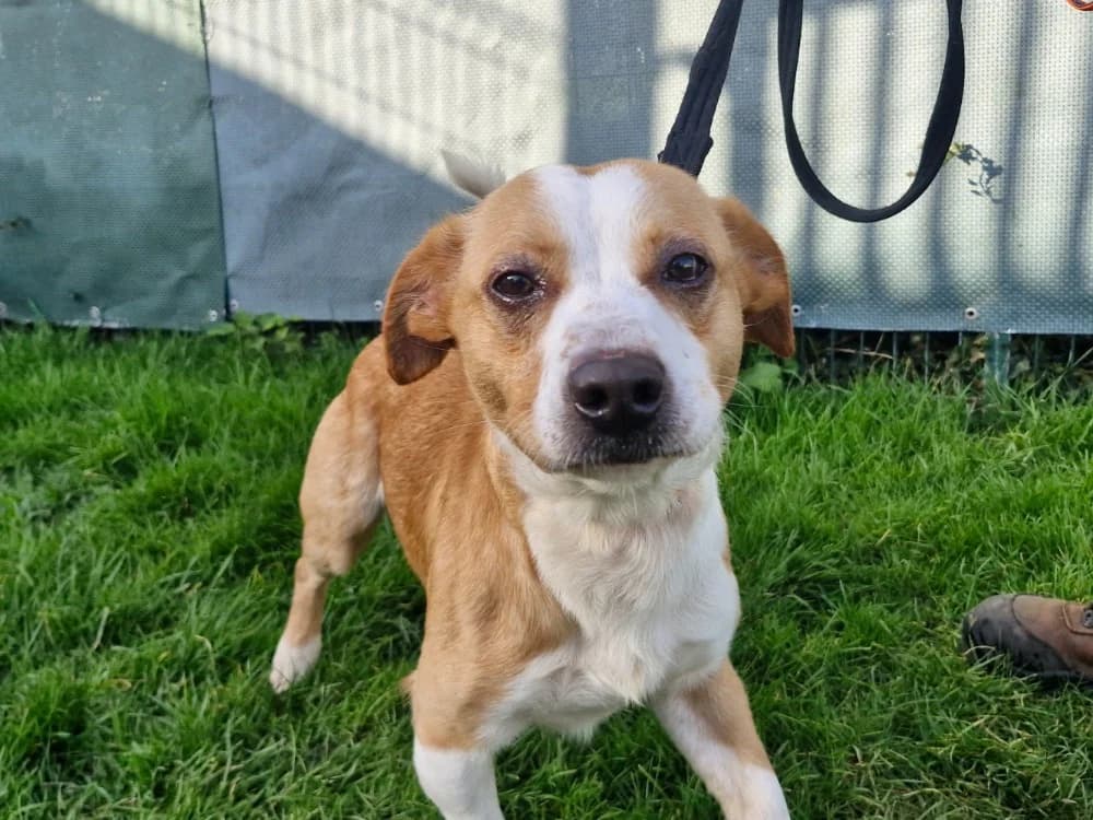 TACOS, male Mixed Breed for adoption at SPA Saint-Omer, Omer