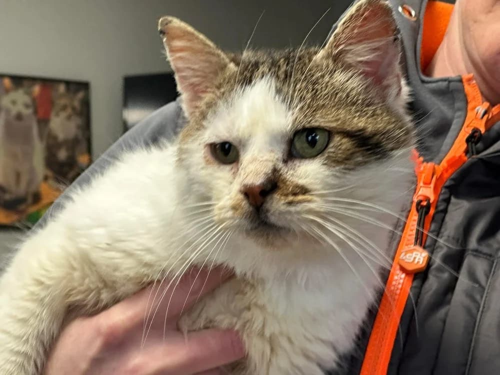 FILOU ( FIV + ), male mixed breed for adoption at SPA Saint-Omer, Omer