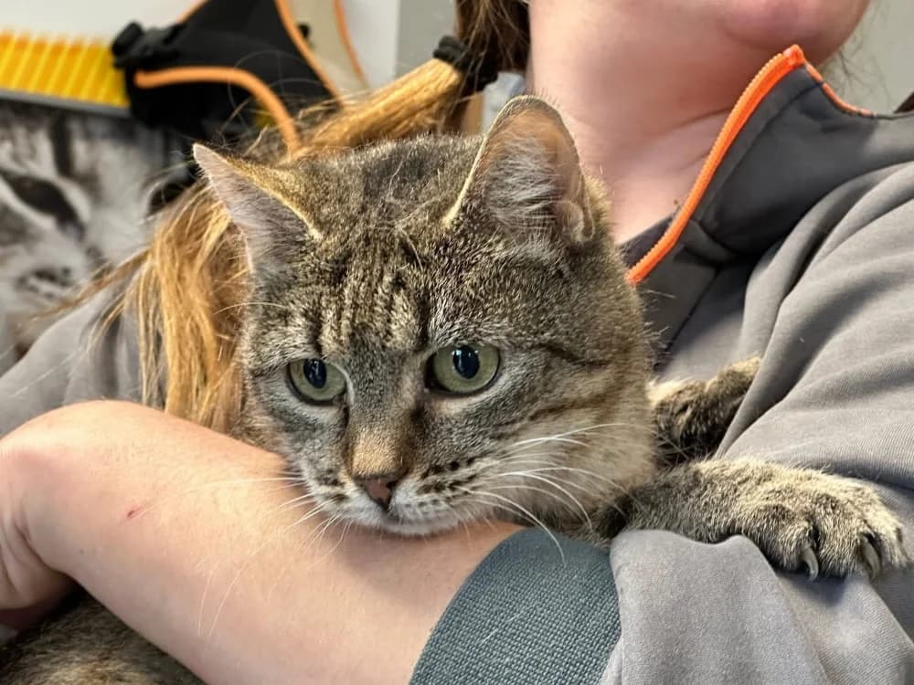 DUDUCHE, female mixed breed for adoption at SPA Saint-Omer, Omer