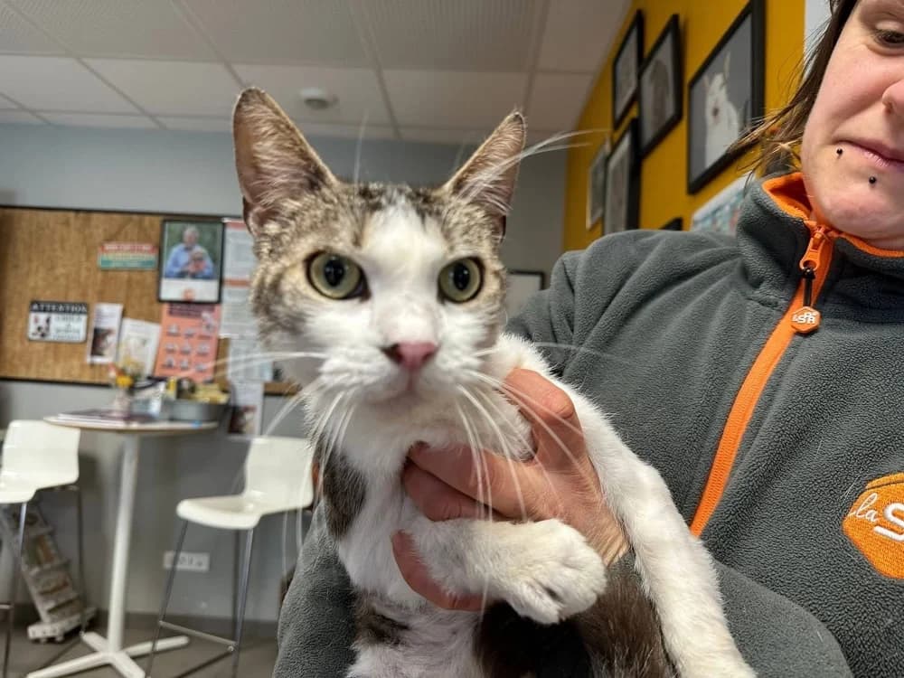 TINOU, male mixed breed for adoption at SPA Saint-Omer, Omer