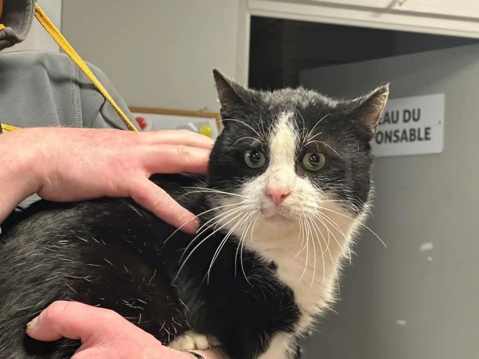 TANGO, male mixed breed for adoption at SPA Saint-Omer, Omer