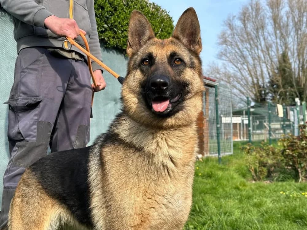BLUE, female German Shepherd for adoption at SPA Saint-Omer, Omer