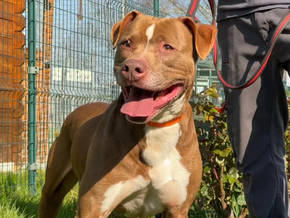 BAKHOE en SOS URGENT, male senior Pointer for adoption at SPA Saint-Omer, Omer